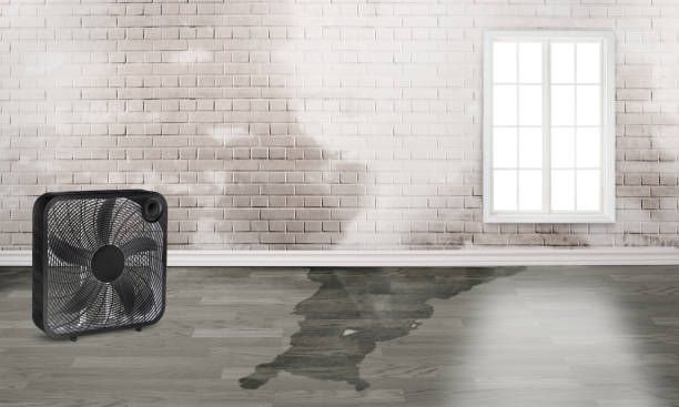 Best Ceiling water damage repair  in Falcon Heights, MN